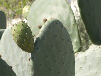 Opuntia ficus-indica 2, Saxifraga-Jan van der Straaten