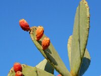 Opuntia ficus-indica 20, Saxifraga-Ed Stikvoort