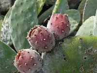 Opuntia ficus-indica 22, Saxifraga-Hans Grotenhuis