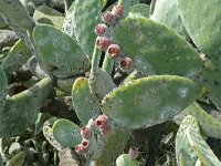 Opuntia ficus-indica 23, Saxifraga-Hans Grotenhuis