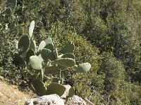 Opuntia ficus-indica 3, Saxifraga-Jan van der Straaten