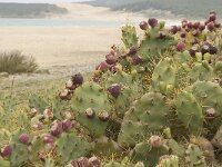 Opuntia tuna 6, Saxifraga-Jan van der Straaten
