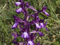 Orchis anatolica 11, Saxifraga-Willem van Kruijsbergen