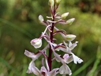 Orchis anatolica 12, Saxifraga-Hans Dekker
