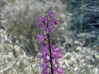 Orchis anatolica 4, Saxifraga-Jan van der Straaten