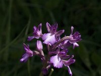 Orchis anatolica 6, Saxifraga-Jan van der Straaten