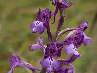 Orchis anatolica 8, Saxifraga-Jan van der Straaten