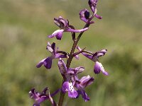 Orchis anatolica ssp sitiaca 7, Saxifraga-Jan van der Straaten