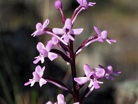 Orchis brancifortii 2, Saxifraga-Hans Dekker