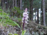 Orchis canariensis 5, Saxifraga-Rutger Barendse