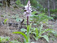 Orchis canariensis 6, Saxifraga-Rutger Barendse