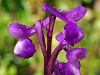 A. champagneuxii var mesomelana 14, Saxifraga-Hans Dekker