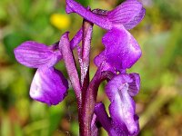 A. champagneuxii var mesomelana 15, Saxifraga-Hans Dekker