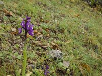 Orchis champagneuxii 1, Saxifraga-Jan van der Straaten