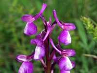 Orchis champagneuxii 10, Saxifraga-Hans Dekker