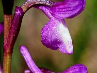 Orchis champagneuxii 11, Saxifraga-Hans Dekker