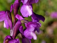 Orchis champagneuxii 12, Saxifraga-Hans Dekker