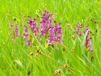 Orchis champagneuxii 16, Saxifraga-Hans Grotenhuis