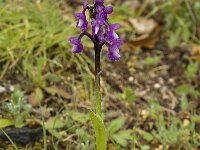 Orchis champagneuxii 6, Saxifraga-Willem van Kruijsbergen