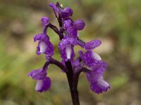 Orchis champagneuxii 8, Saxifraga-Willem van Kruijsbergen