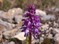Orchis ichnusae 2, Saxifraga-Hans Dekker