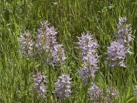 Orchis italica 86, Saxifraga-Willem van Kruijsbergen