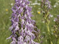 Orchis italica 88, Saxifraga-Willem van Kruijsbergen