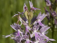 Orchis italica 89, Saxifraga-Willem van Kruijsbergen