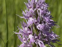 Orchis italica 90, Saxifraga-Willem van Kruijsbergen