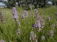 Orchis italica 91, Saxifraga-Willem van Kruijsbergen