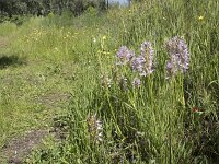 Orchis italica 92, Saxifraga-Willem van Kruijsbergen