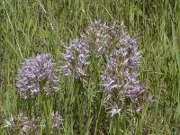 Orchis italica 94, Saxifraga-Willem van Kruijsbergen