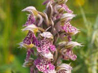 Orchis lactea 3, Saxifraga-Hans Dekker