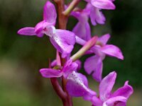 Orchis langei 12, Saxifraga-Hans Dekker