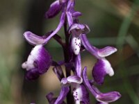 Orchis longicornu 16, Saxifraga-Hans Dekker