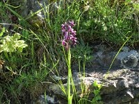 Orchis longicornu 3, Saxifraga-Kees Laarhoven : voorjaar 2010