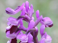 Orchis longicornu 6, Saxifraga-Rutger Barendse