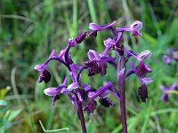 Orchis longicornu 8, Saxifraga-Jeroen Willemsen