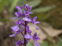 Orchis mascula 101, Mannetjesorchis, Saxifraga-Willem van Kruijsbergen