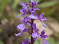 Orchis mascula 102, Mannetjesorchis, Saxifraga-Willem van Kruijsbergen