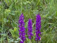 Orchis mascula 80, Mannetjesorchis, Saxifraga-Jan Nijendijk