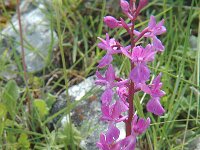 Orchis olbiensis 2, Saxifraga-Jan van der Straaten
