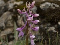 Orchis olbiensis 46, Saxifraga-Willem van Kruijsbergen