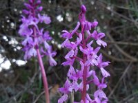 Orchis olbiensis 67, Saxifraga-Ed Stikvoort