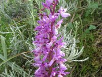 Orchis olbiensis ichnusae 3, Saxifraga-Kees Laarhoven : voorjaar 2010