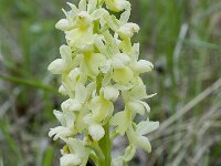 Orchis pallens 10, Saxifraga-Willem van Kruijsbergen
