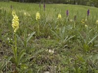Orchis pallens 11, Saxifraga-Jan van der Straaten