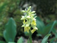 Orchis pallens 15, Saxifraga-Jan van der Straaten