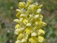 Orchis pallens 24, Saxifraga-Harry Jans