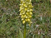 Orchis pallens 26, Saxifraga-Harry Jans